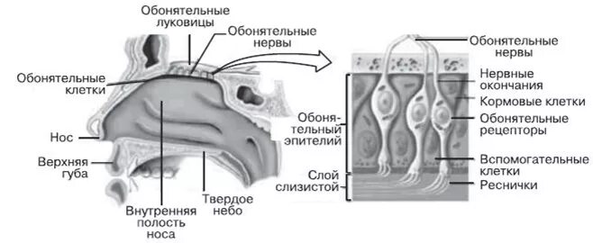 Обонятельно звуковой. Обонятельный анализатор строение. Строение обонятельного рецептора. Схема обонятельного эпителия носовой полости. Обонятельная луковица и обонятельный нерв.