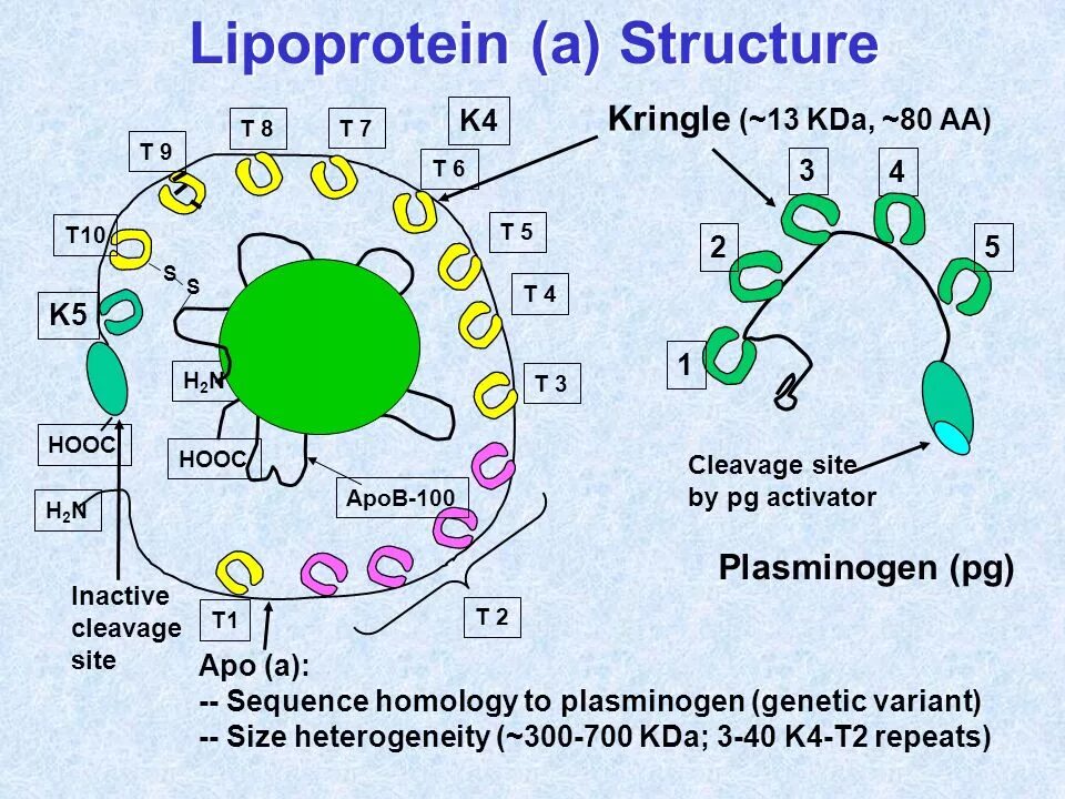 Lipoprotein structure. Липопротеины структура. Липопротеины строение биохимия. Липопротеин строение.