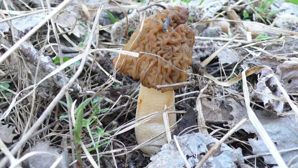 Первый гриб весной название. Сморчковая шапочка гриб. Сморчковая шапочка грибы съедобные. Условно съедобные весенние грибы Подмосковья. Весенние грибы в Подмосковье съедобные.