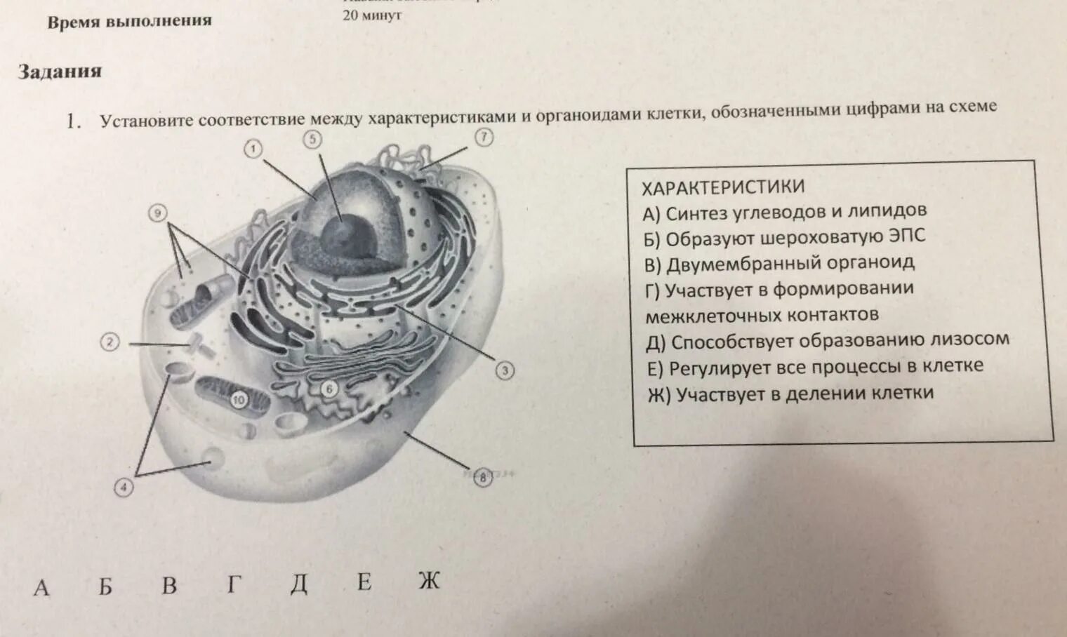 Какую функцию выполняет органоид обозначенный цифрой 5. Установите соответствие между характеристиками и органоидами клетки. установите соответствие между характеристиками и органоидами. какие органоиды обозначены цифрами. укажите функцию органоида клетки обохначенного на ри сунке цифрой 9.