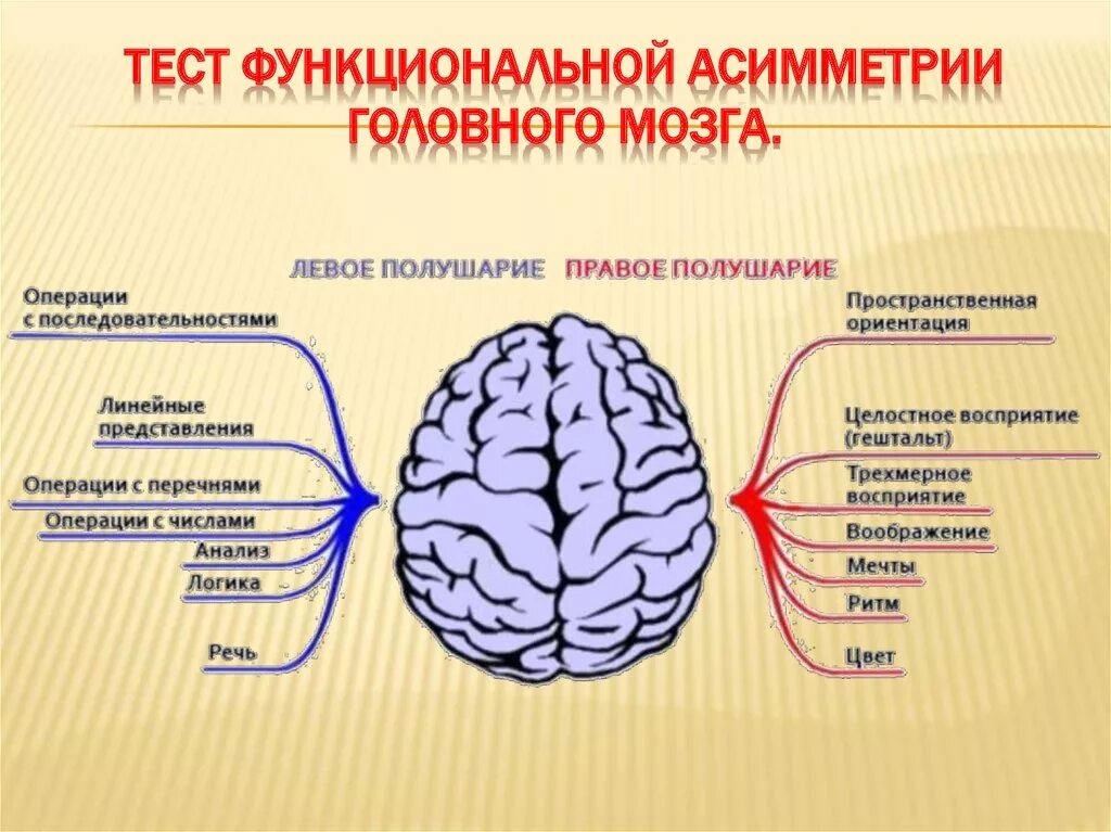 Особенности работы мозга. Функциональная асимметрия полушарий. Функциональная асимметрия полушарий мозга. Асимметрия головного мозга. Функциональная асимметрия полушарий головного мозга человека..