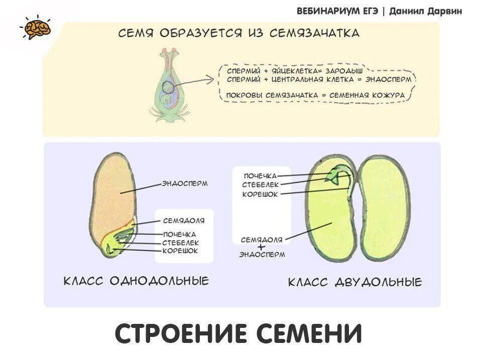 Из каких клеток образуется семенная кожура. Из чего образуется зародыш семени. Семя образуется из семяпочки. Семя образуется из семязачатка.