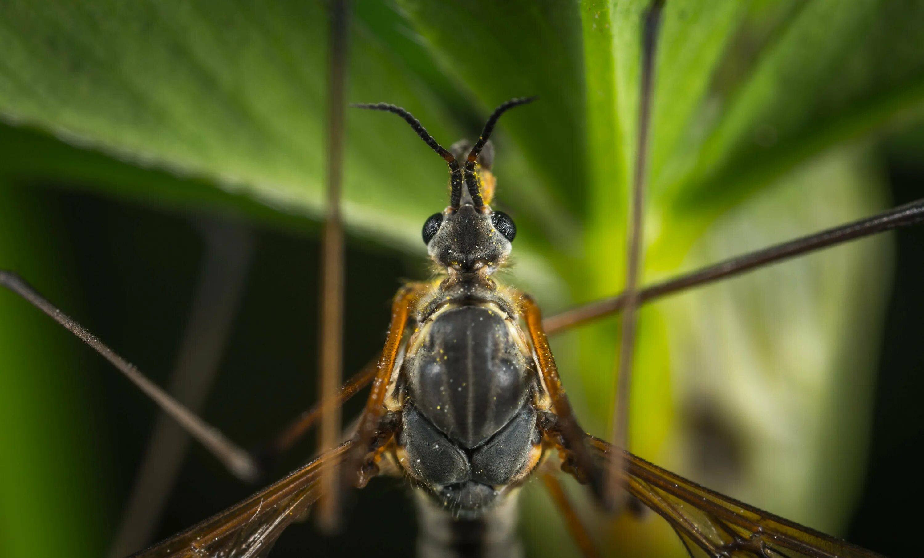 тарантуловый шершень. жук рогач мюллер. летающие насекомые приморского края. крупные летающие насекомые. черный азиатский шершень.