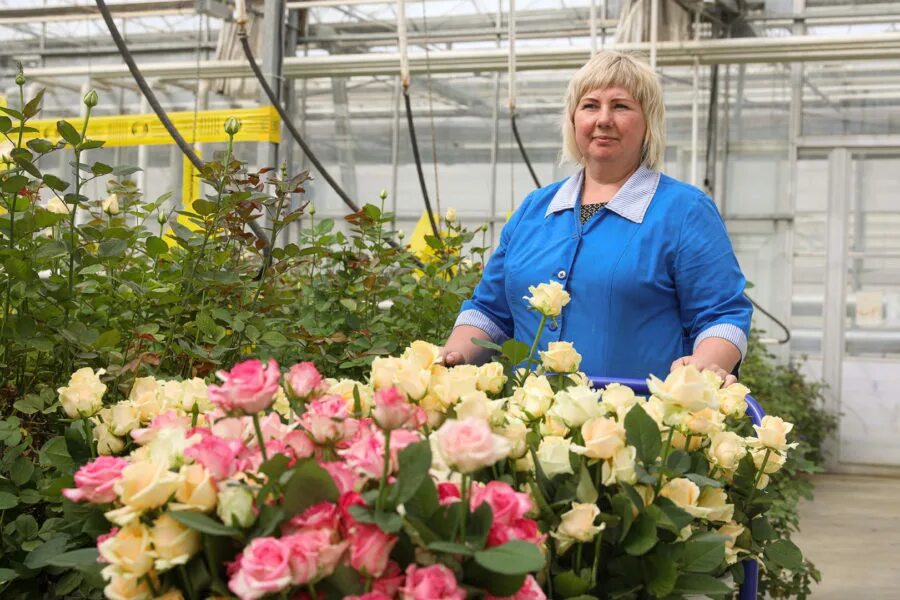 Роза d21 в горшке тепличный комбинат. Тепличная, 7а,. Минский тепличный комбинат. Семья овощеводов тепличное. Минский парниково-тепличный комбинат.