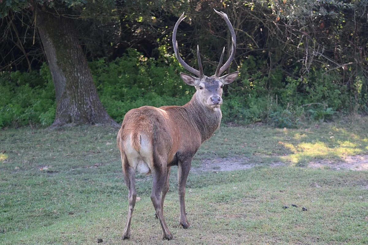 Cervus elaphus. Cervus elaphus barbarus. Олень Cervus elaphus. Cervus elaphus asiaticus. Олень 18