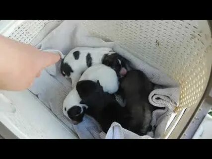 Женщина родила щенки