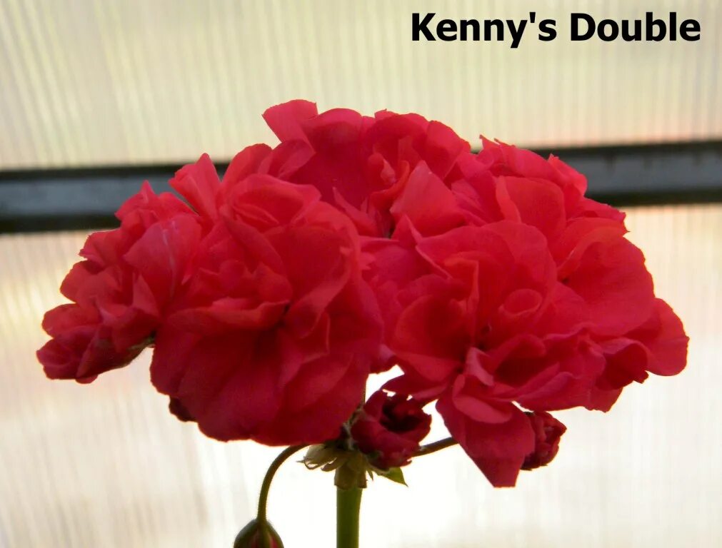 пеларгония кенис. пеларгония кенни дабл. пеларгония кенис дубле. Kenny's double пеларгония. пеларгония зональная kenny`s double.