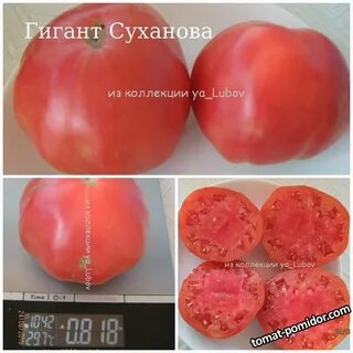 Томаты говядина с куста описание сорта