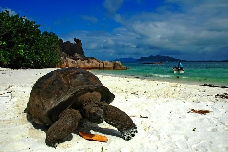 Сейшельские черепахи. Остров Маэ Сейшельские острова. Альдабра Сейшельские острова. Черепаха Альдабра. Turtle Bay Beach Сейшелы.