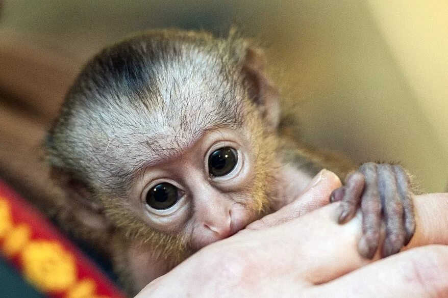 Купить маленькую домашнюю обезьянку недорого. Ручная обезьянка. Маленькие обезьянки. Маленькие ручные обезьянки. Ручная мартышка.