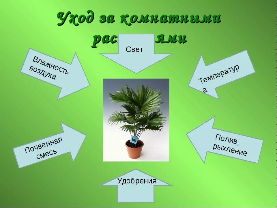 Конспекты уроков комнатными растениями. Уход заикомнатными растениями. Уход за комнатными растениями. Ухаживание за растениями. Комнатные растения слайд.