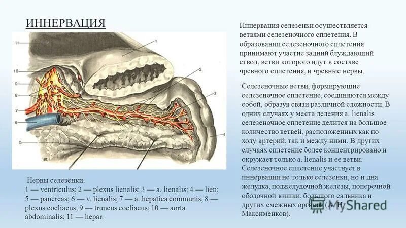 Иннервация поджелудочной железы. Селезенка анатомия топография. Скелетотопия селезенки. Селезенка кровоснабжение и иннервация. В состав какой системы органов входит селезенка