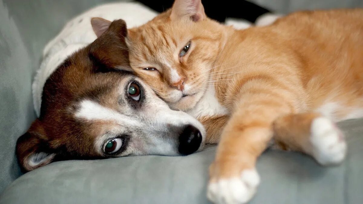 Собака с кошкой. Собака. Кот и собака. Кот обнимает собаку. Картинки кошек и собак.