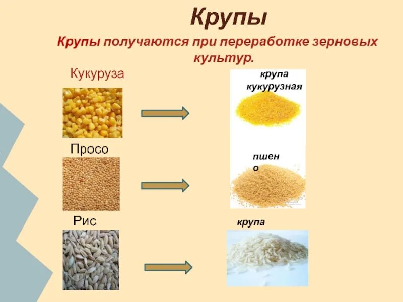 Рисовая крупа злаковая культура. Технология производства кулинарных изделий из круп бобовых культур. Крупы и зерновые культуры таблица. Крупа кукурузная вид злаковой культуры.