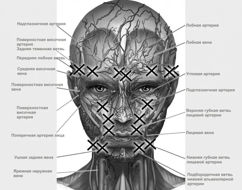 Опасные зоны лица анатомия. Анатомия лица для косметологов опасные зоны. Сосуды лица анатомия для косметологов.