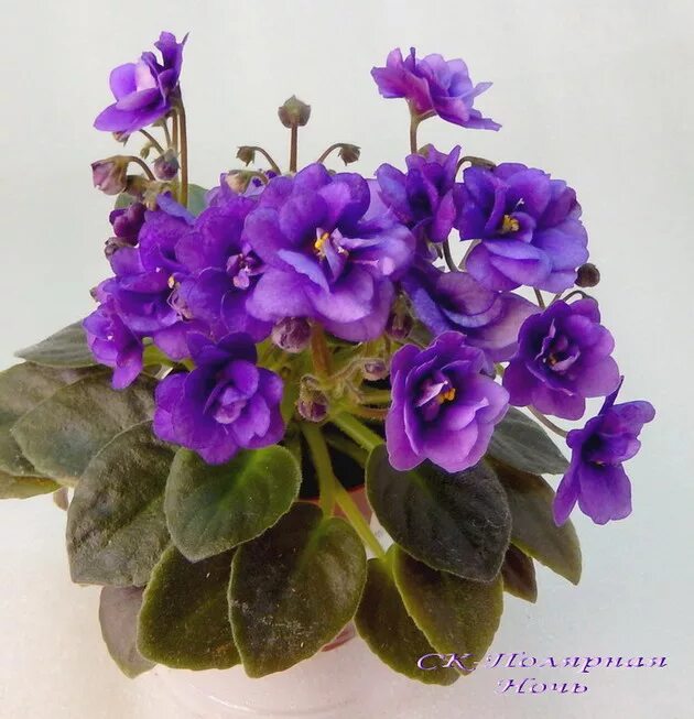 Sassy night фиалка. сенполия пт полярная ночь. сенполия полярная ночь. фиалка полярная ночь. фиалка полярная ночь.