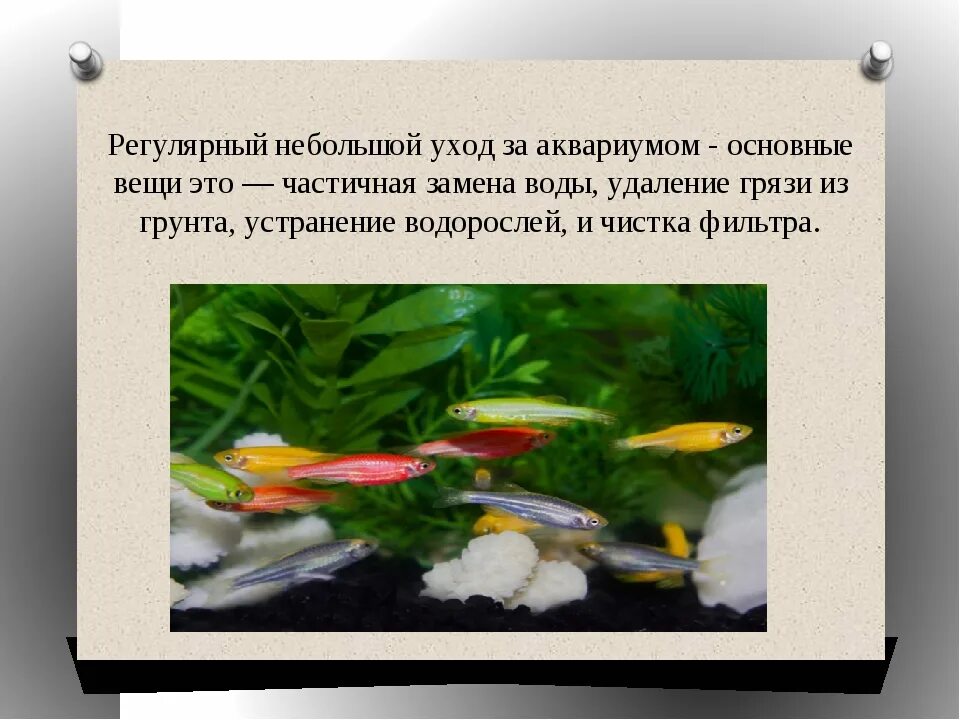 Как ухаживать за аквариумными. Как ухаживать за рыбками. Уход за аквариумом. Уход за аквариумными рыбками. Памятка по уходу за аквариумными рыбками.