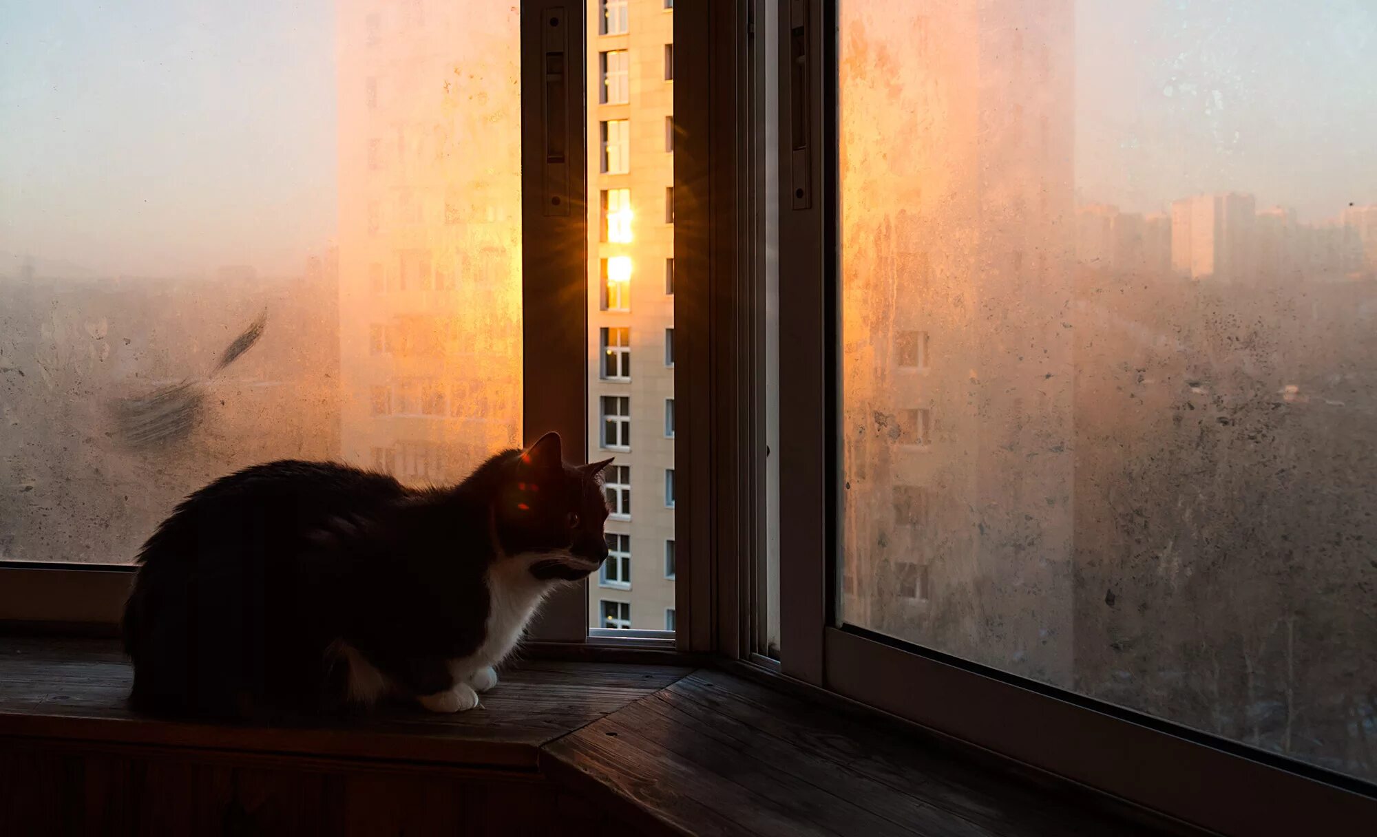 Солнце заглядывает в дом. Кот на подоконнике. Кошка на окне. Кот на подоконнике дождь. Солнечное утро в окне.