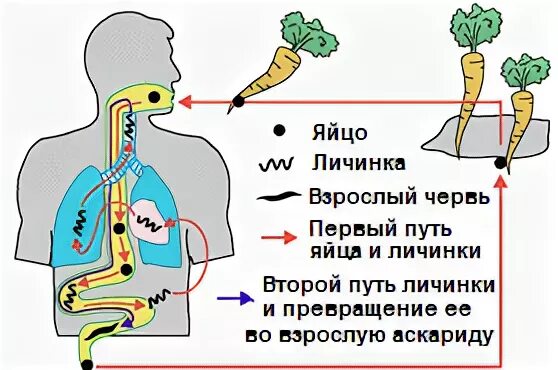 Аскарида человеческая жизненный цикл. Цикл развития круглых червей схема. Путь развития аскариды. Схема развития аскариды. Цикл развития человеческой аскариды схема 7 класс.