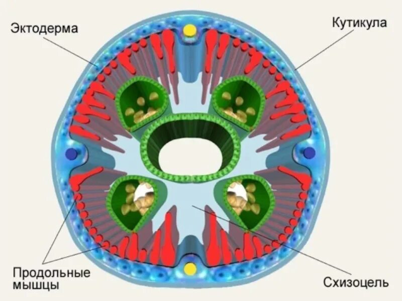 Кожно мускульный круглые черви. Круглые черви кожно-мускульный мешок. Кожно мускульный мешок нематод. Строение кожно мускульного мешка нематод. Кожно-мускульный мешок у круглых червей.