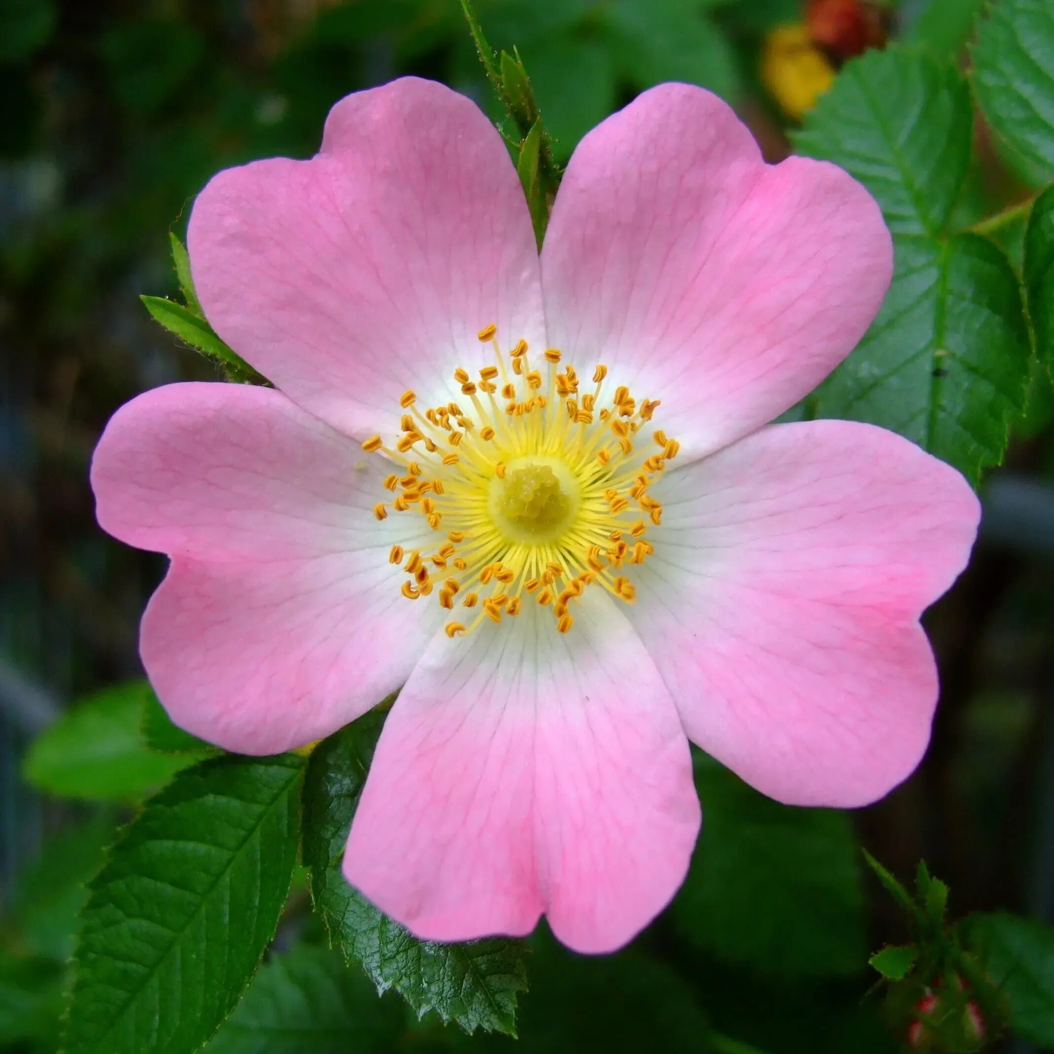 Шиповник цветы. Шиповник Rosa Canina. Шиповник Воронцовский куст. Шиповник собачий (Rosa Canina).