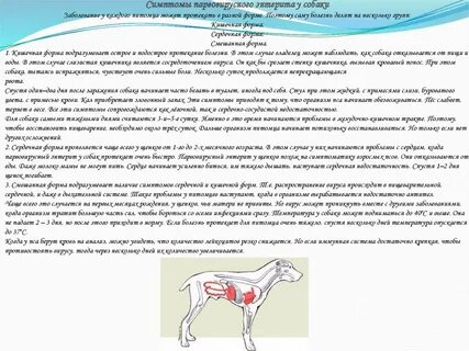 Собака с проблемой жкт