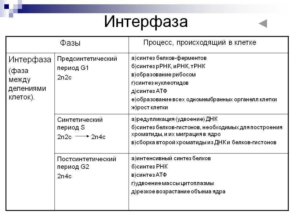 Митоз какой уровень. Интерфаза процессы происходящие в клетке. фазы митоза и процессы таблица интерфаза. фазы митоза интерфаза. фазы митоза таблица интерфаза.