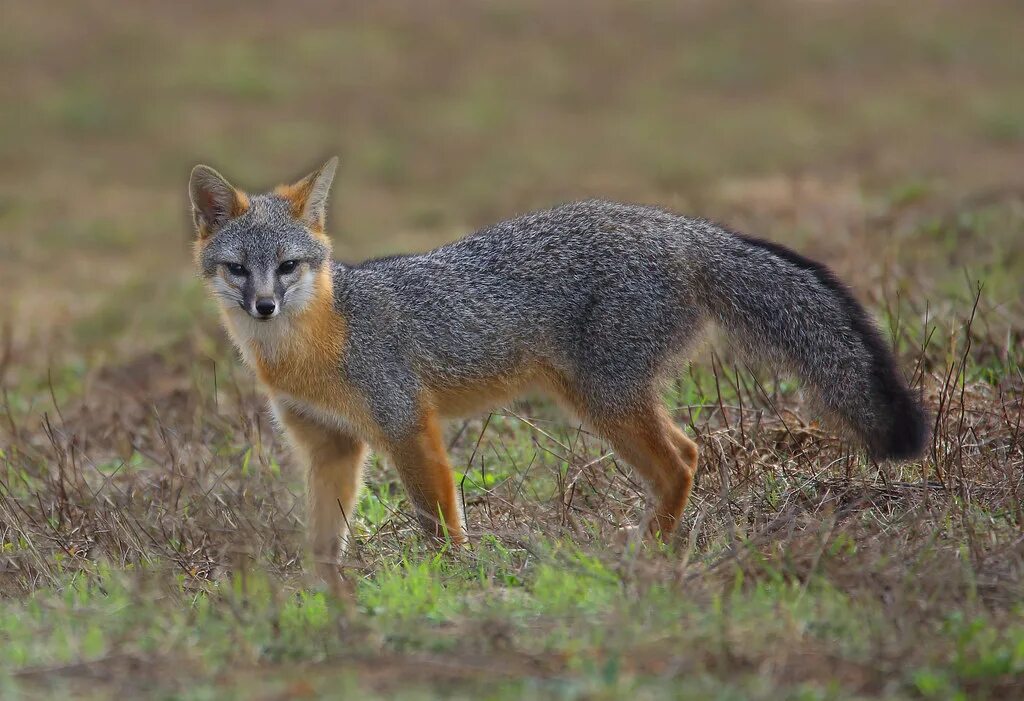 Fox wiki. Пампасская лисица Южной Америки. Серая лисица Urocyon cinereoargenteus. Фолклендская лисица. Варах Фолклендская лисица.