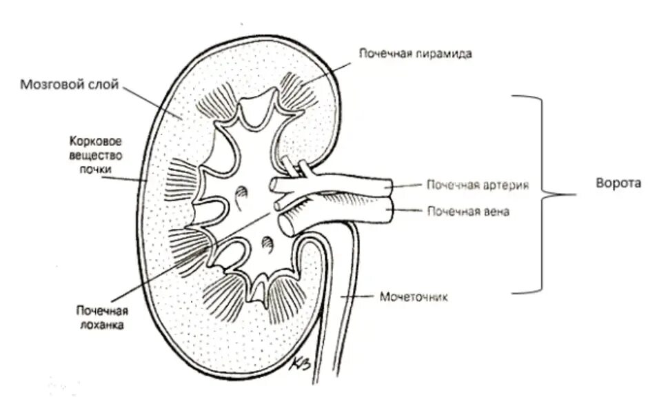 На рисунке 2 изображено строение почки. Внутренне строение почки анатомия. Схема строения почки человека. Строение почки рисунок. Внутреннее строение почки в разрезе.