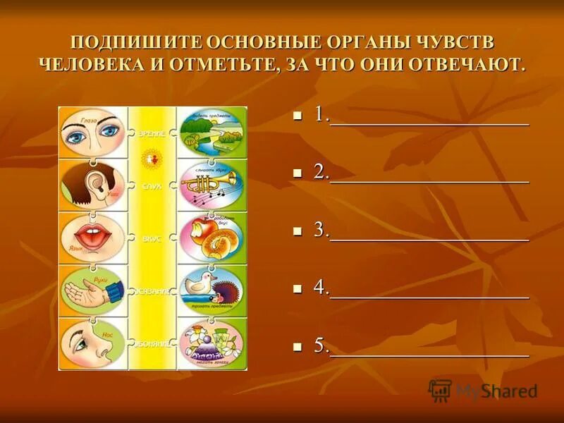 логаны чувств у человека. сколько основных органов чувств у человека. основные ощущения человека. органы чувств человека. сколько органов чувств у человека.