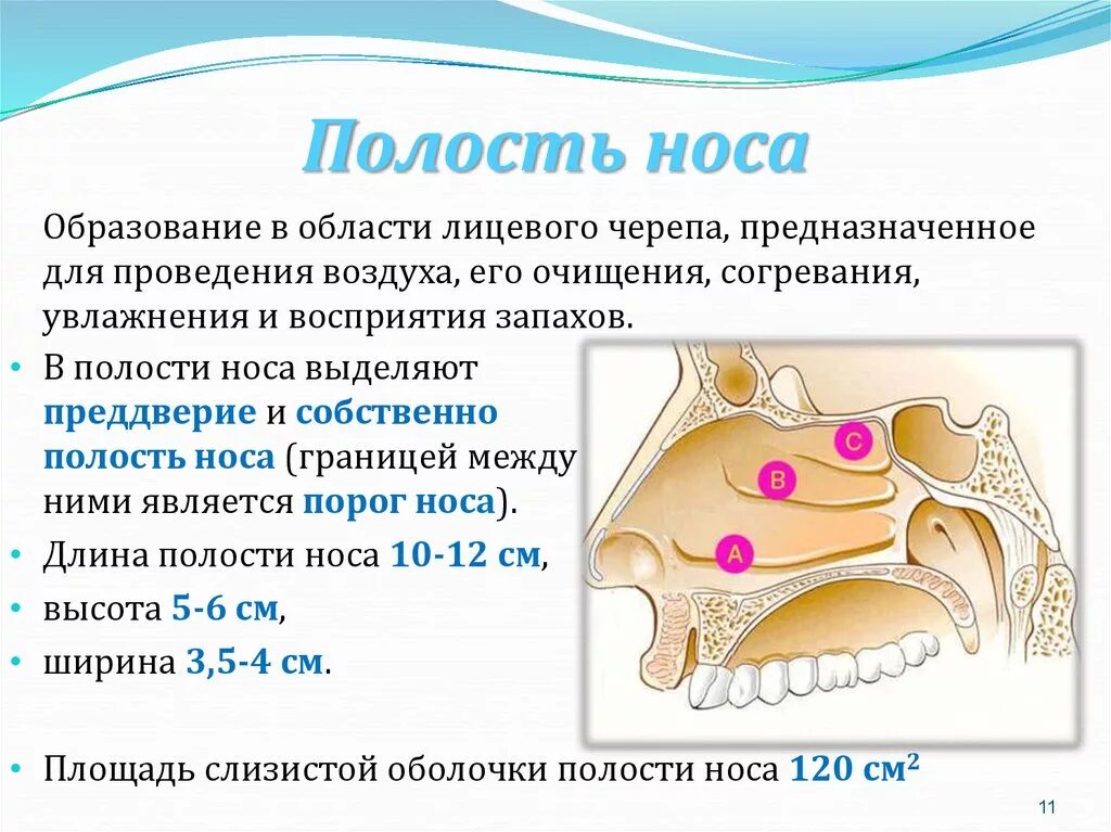 Снизу полость носа ограничена. Полость носа анатомия строение и функции. Полость носа строение хоаны. Строение носовой полости топография.