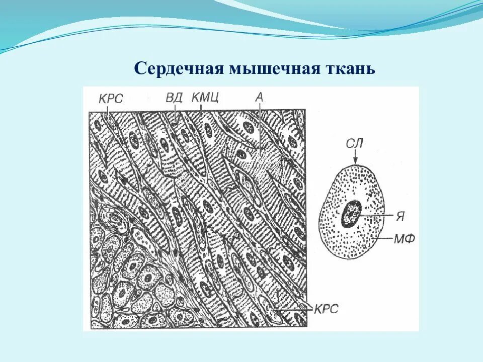 Сердечная мышца представлена тканью. Лекция сердечная мышечная ткань. Сердечная мышца физиология возбудимые ткани. Возбудимые ткани мышечная ткань физиология. Сердечная мышечная ткань рисунок.