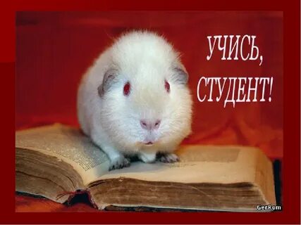 Поздравляю с хорошей учебой