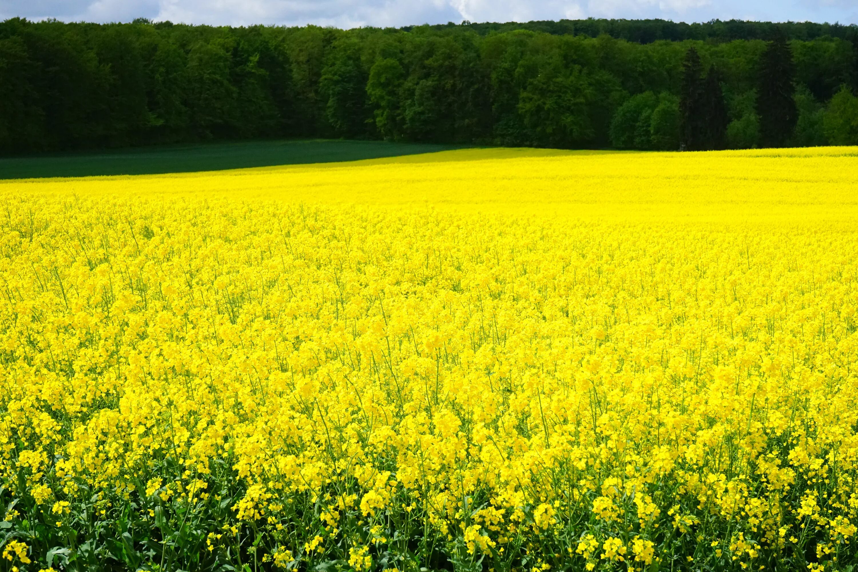 Сурепка и рапс. Рапс (Brassica napus var. Oleifera). Яровая сурепица желтая. Рапс Яровой цветение. Виднелось желтое поле