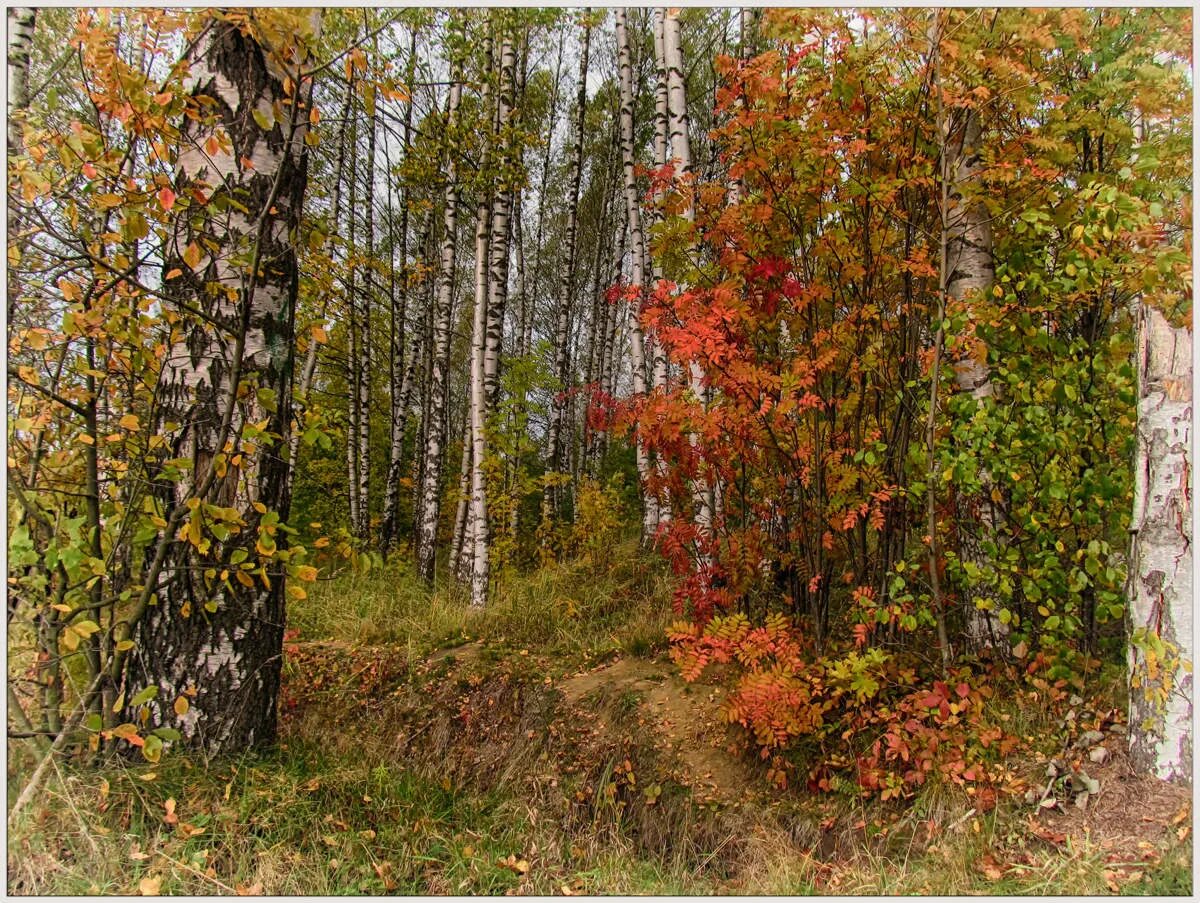 Рябина летом. Береза осенью. Золотая осень березы. Береза осенью. Осень березы рябина.