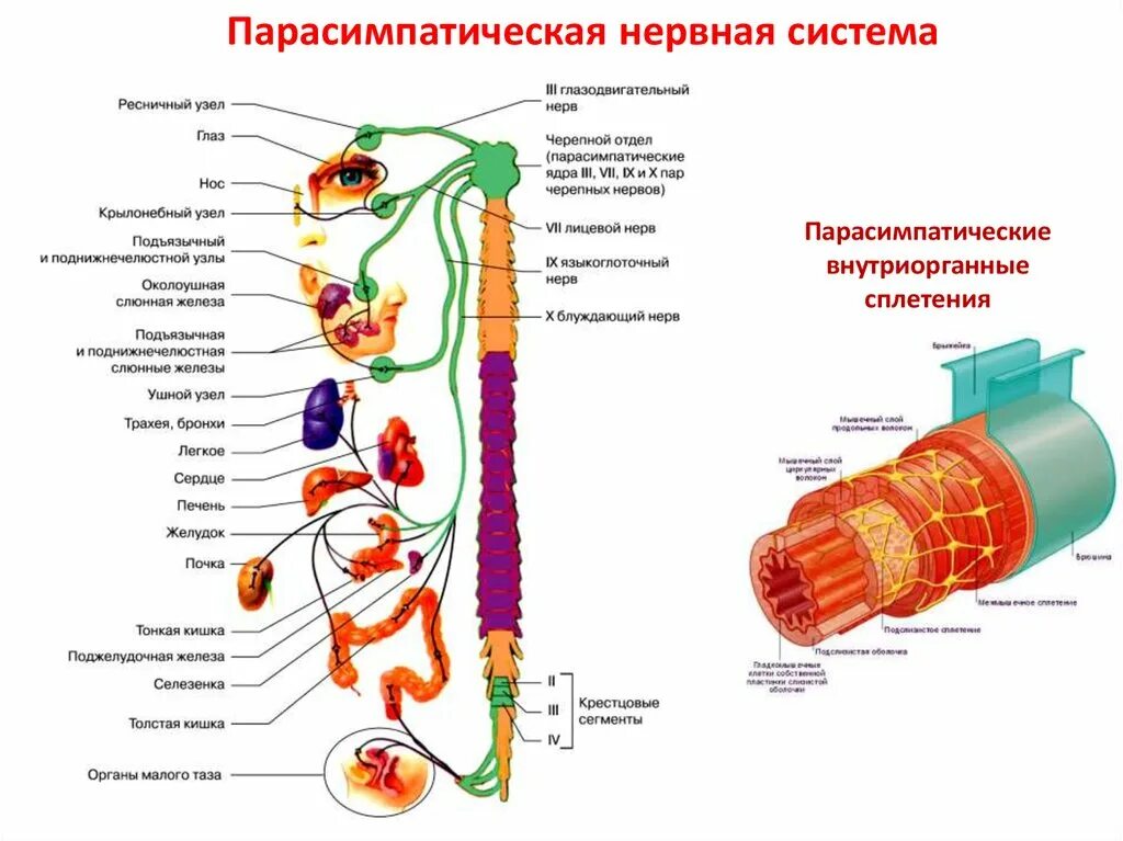 Блуждающий нерв парасимпатическая нервная. Узлы парасимпатической нервной системы. Блуждающий нерв парасимпатическая. Блуждающий нерв парасимпатическая нервная система. Парасимпатическая система бронхи.