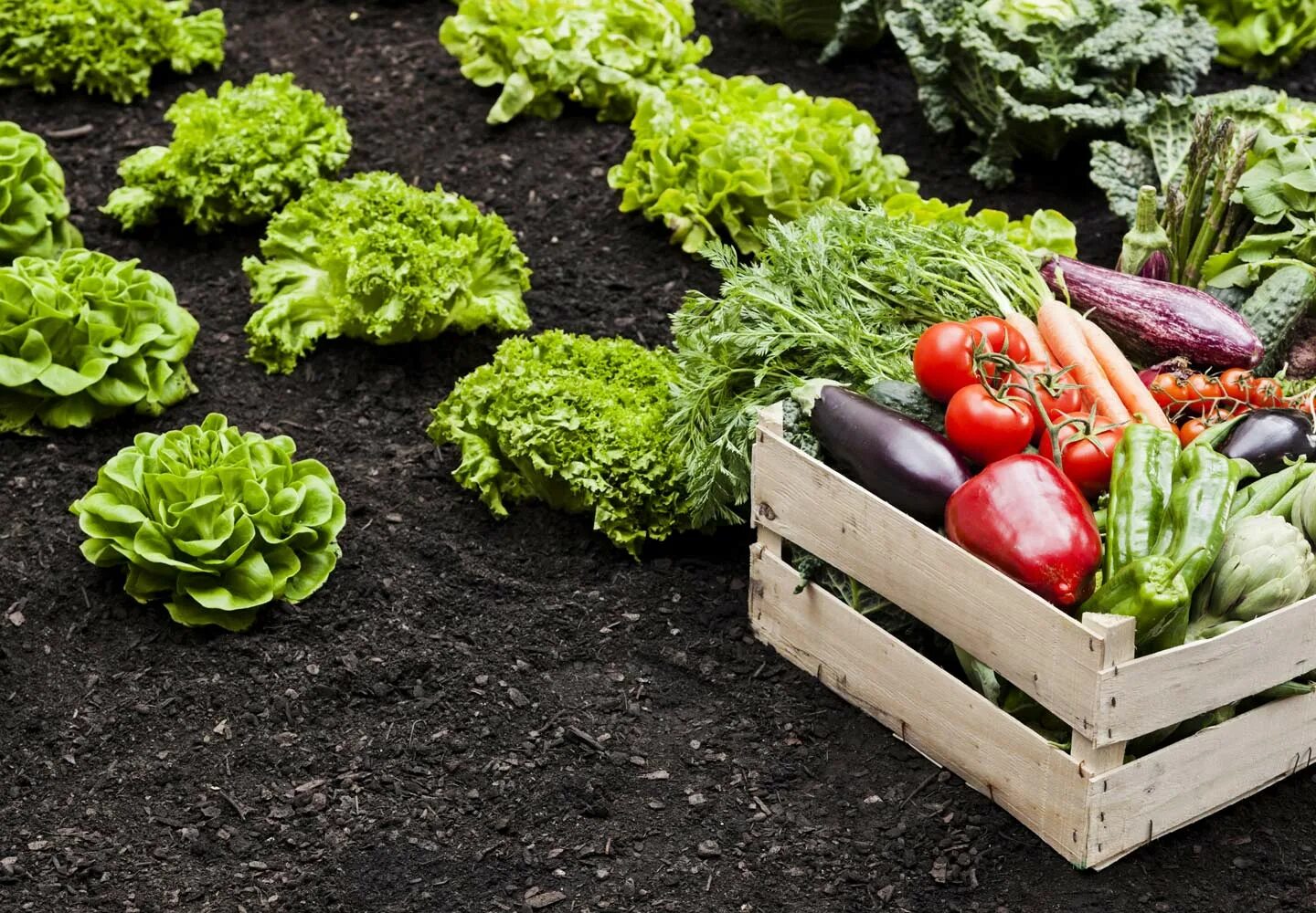 A little vegetables