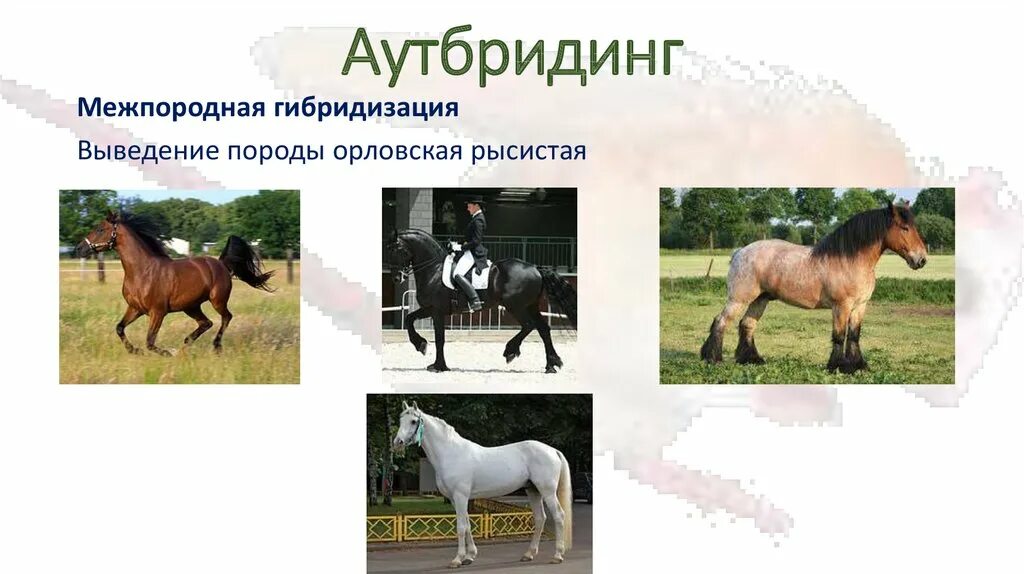 Неродственное скрещивание в селекции. Инбридинг аутбридинг гетерозис. аутбридинг в селекции растений. гибридизация (аутбридинг) селекция животных. аутбридинг лошак.