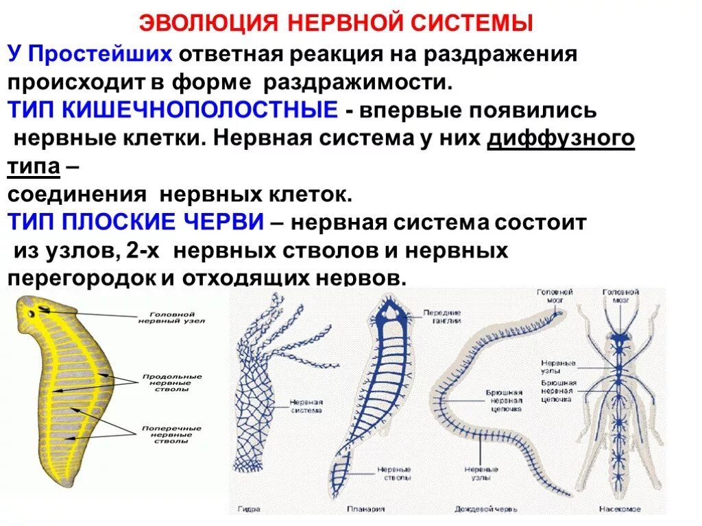 Простейшие кишечнополостные черви. Строение нервная система кишечнополостных,червей. Эволюция нервной системы у кишечнополостных. Типы нервных систем червей таблица. Эволюция нервной системы таблица биология 7.
