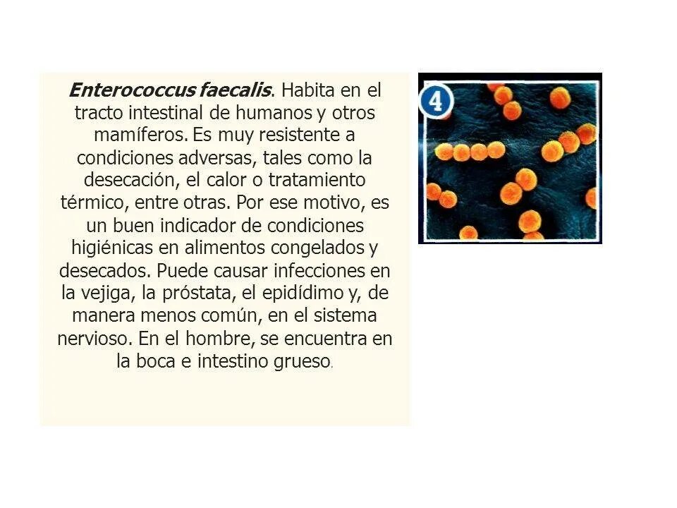 Кишечная палочка энтерококк. Энтерококки faecalis. Фекальный энтерококк бактерии. Enterococcus faecalis (энтерококк фекальный). Enterococcus faecalis заболевания вызывает.