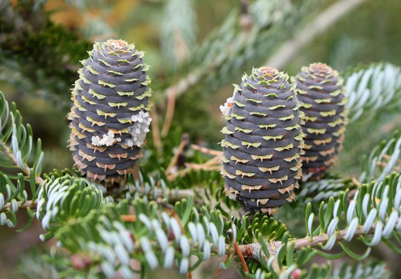 пихта корейская abies koreana. пихта бальзамическая шишки. пихта корейская молли. пихта сибирская сильберлок. пихта абиес кореана.