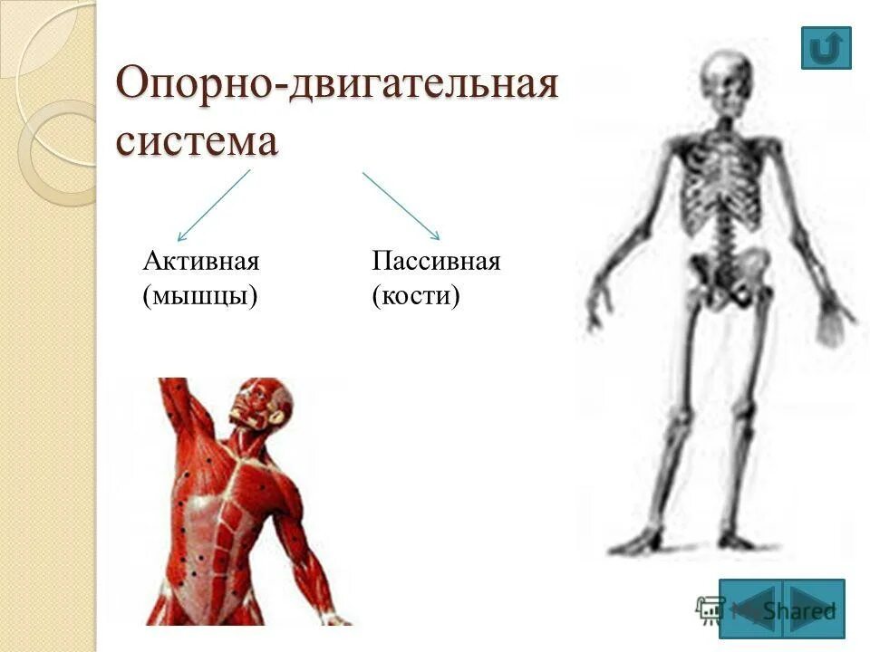пассивные кости. скелет егэ. активный и пассивный опорно двигательный аппарат. вес скелета взрослого человека. скелет человека информация.