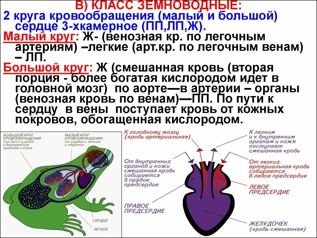 Эволюция сердца у земноводных. Малый круг кровообращения лягушки схема. Кровеносная система земноводных круги кровообращения. Строение кровообращения лягушки. Строение сердца и кровеносной системы лягушки.