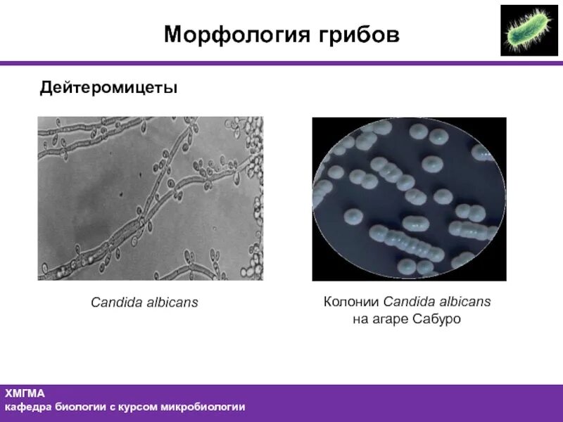 Грибы candida albicans. Грибы кандида альбиканс морфология. Candida albicans микроскопия. Грибы рода Candida микробиология. Кандида микробиология морфология.