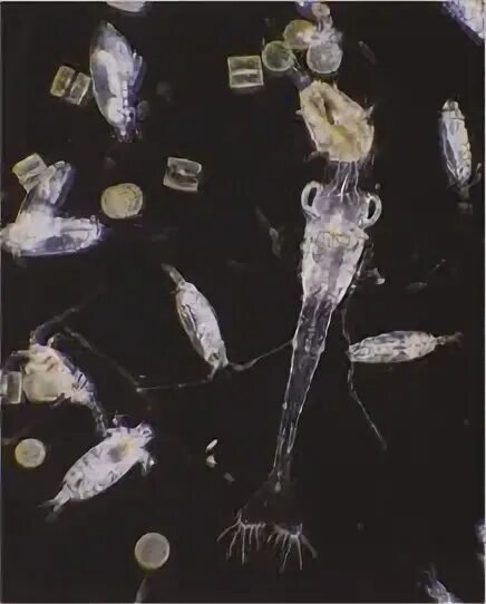 Численность зоопланктона. Зоопланктон и фитопланктон. Зоопланктон залива Петра Великого. Фитопланктон анчоусовые. Зоопланктон как индикатор.