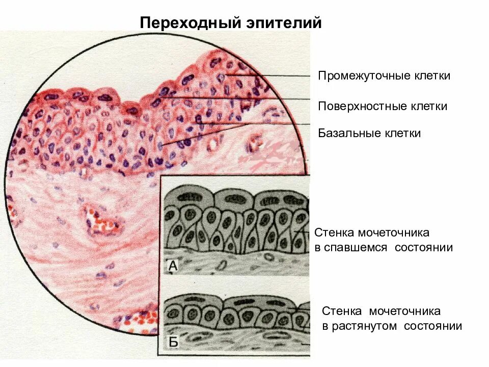 Слои переходного эпителия. Переходный многослойный эпителий локализация. Многослойный переходный эпителий рисунок. Мочеточник переходный эпителий препарат. Переходный эпителий уротелий.