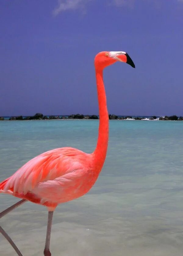 Фламинго. Венесуэла Фламинго. Розовый Фламинго Венесуэла. Фуджейра розовый Фламинго. Розовый фламинго новое