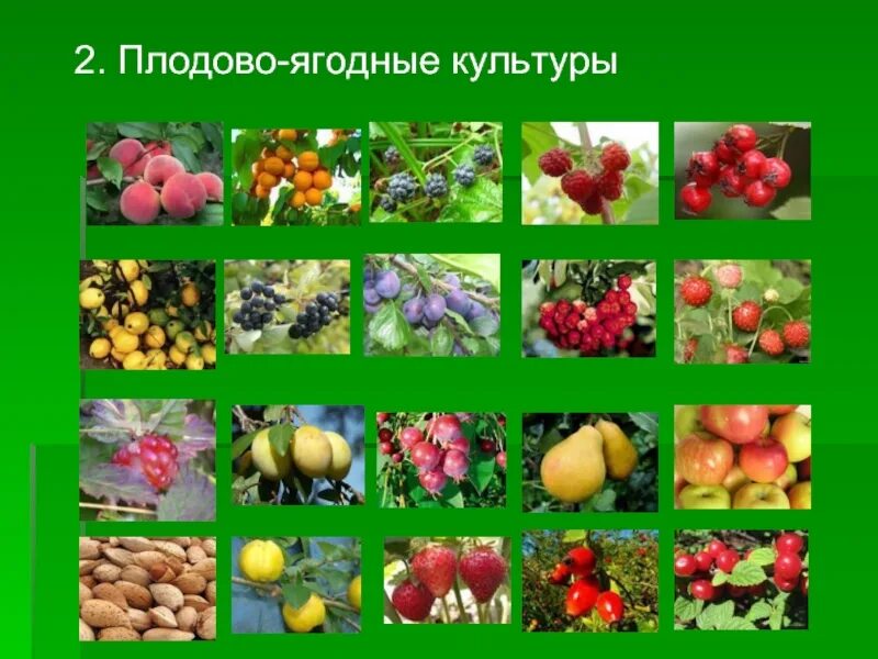 Выберите из списка культурные растения. Плодовые культурные растения. Плодово-ягодные культуры растения. Плодовые культуры названия. Культурные растения плодовые культуры.