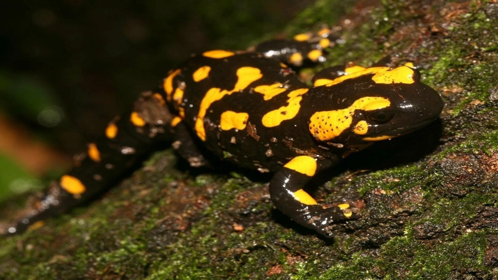 Ящерица с пятнами. Огненная саламандра Salamandra Salamandra. Огненная саламандра хвостатые земноводные. Огненная саламандра Мимикрия. Молотоголовая саламандра.