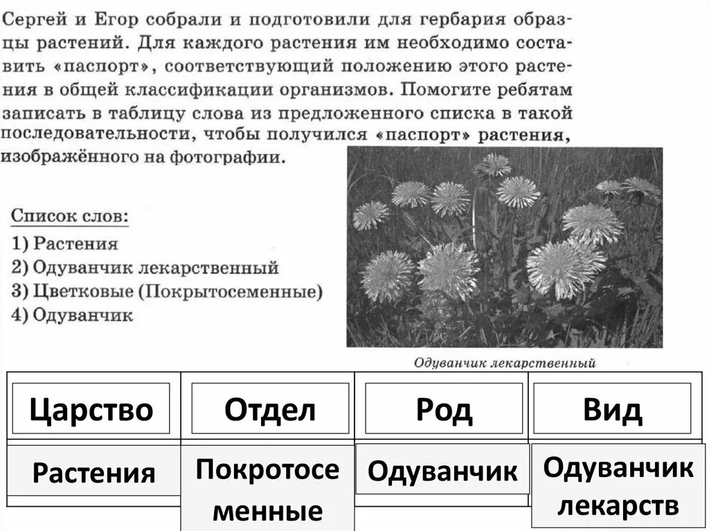 Характеристика растений 5 класс впр. Систематическое положение ромашки аптечной. ВПР по биологии 5 систематика растений. Что такое систематика в биологии 6 класс.